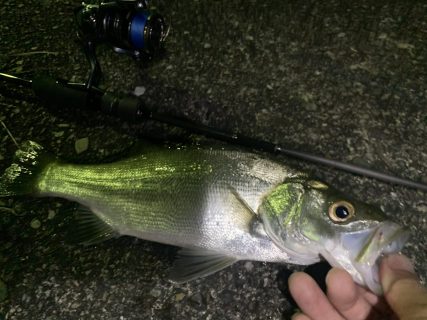 豆アジとヒラセイゴ釣り